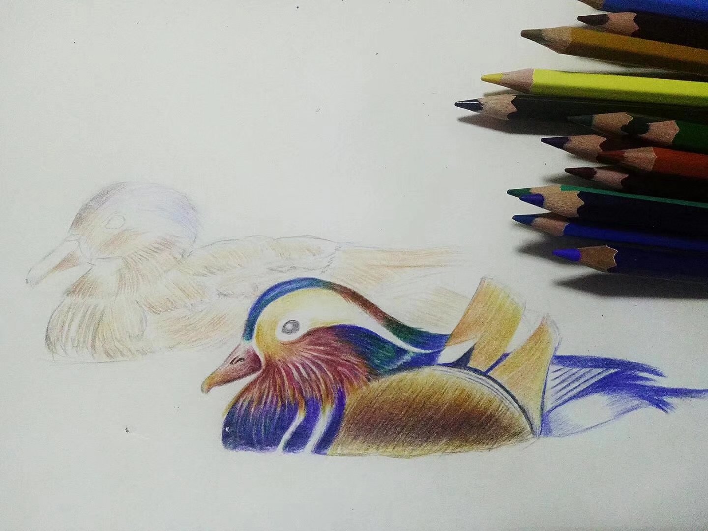 彩铅画练习《鸳鸯》