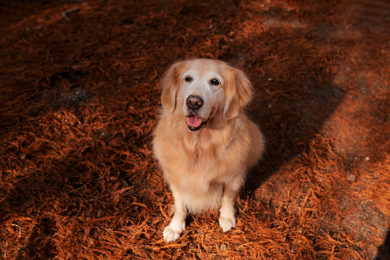 13岁的金毛姑娘俏妞【均木纪实宠物摄影】