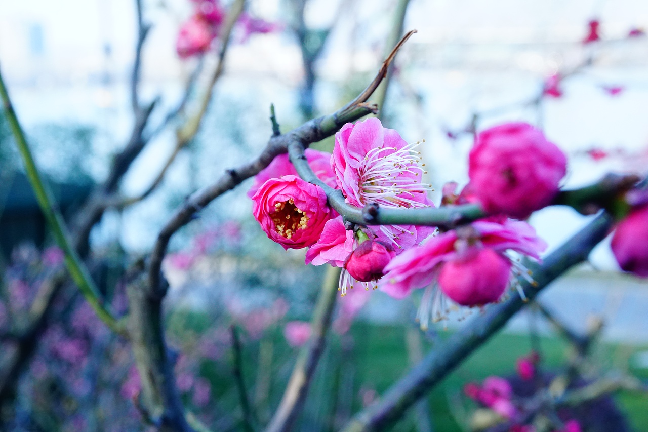 那年闲逛的玄武湖