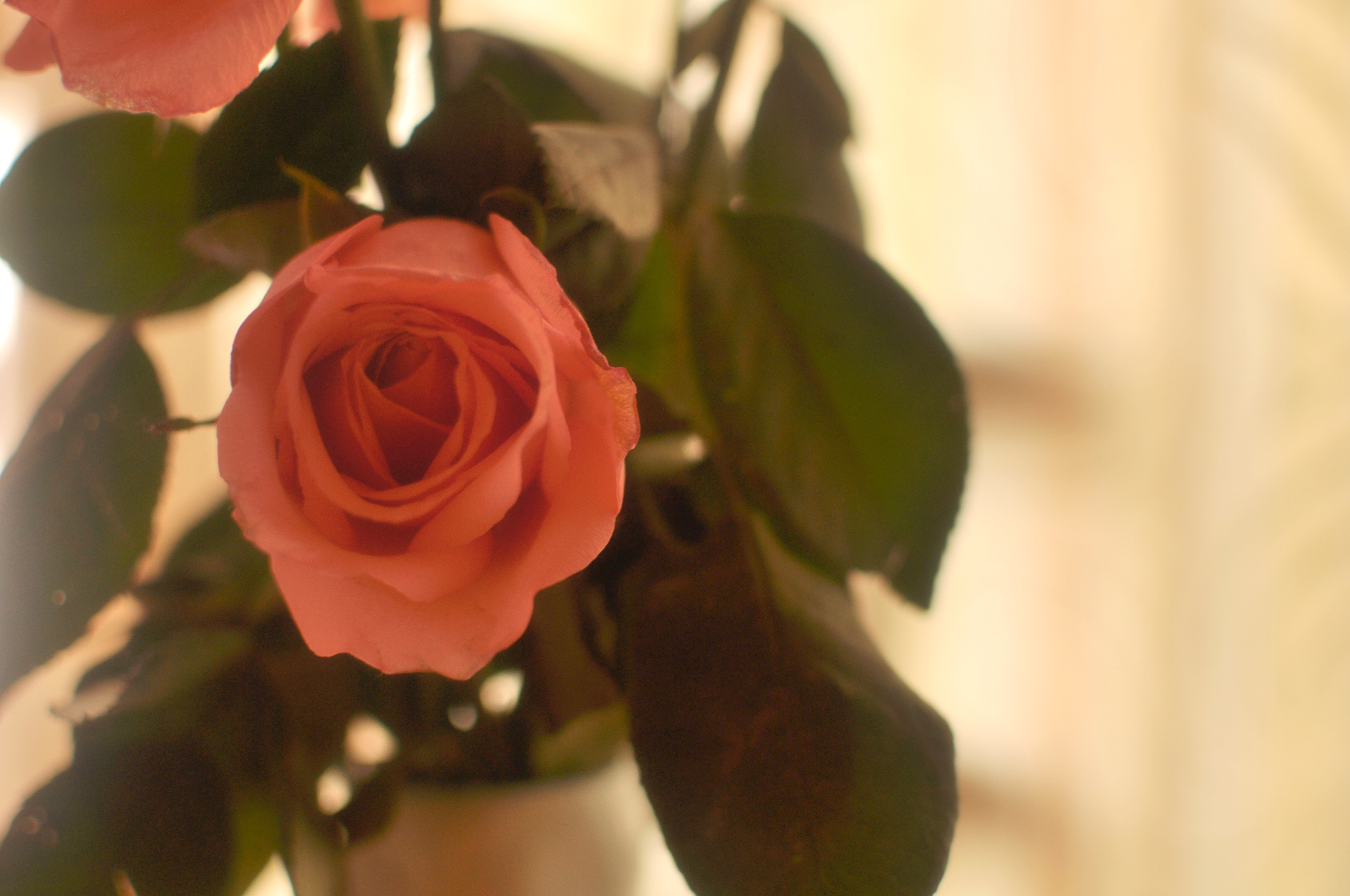 花艺 花 摄影 植物 小清新