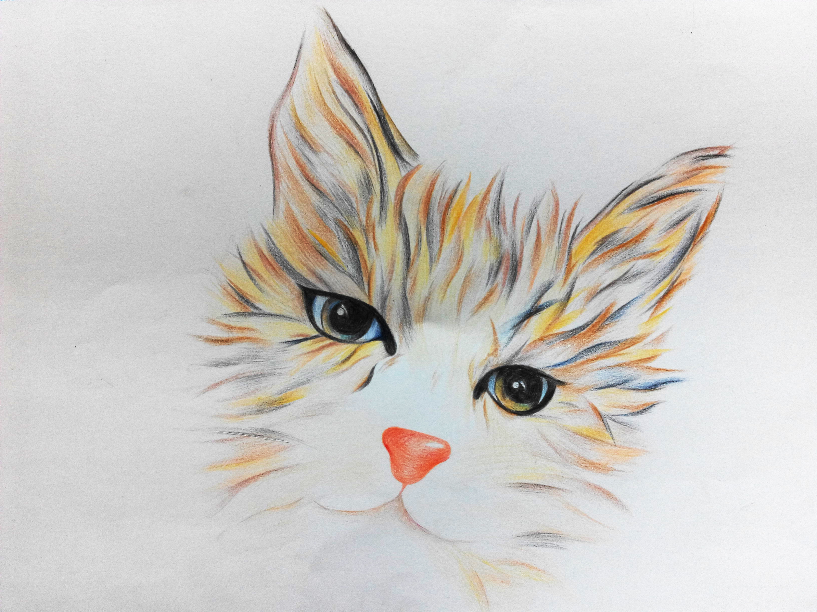 彩铅——猫|纯艺术|彩铅|zhushuodong - 原创作品 - 站酷 (zcool)