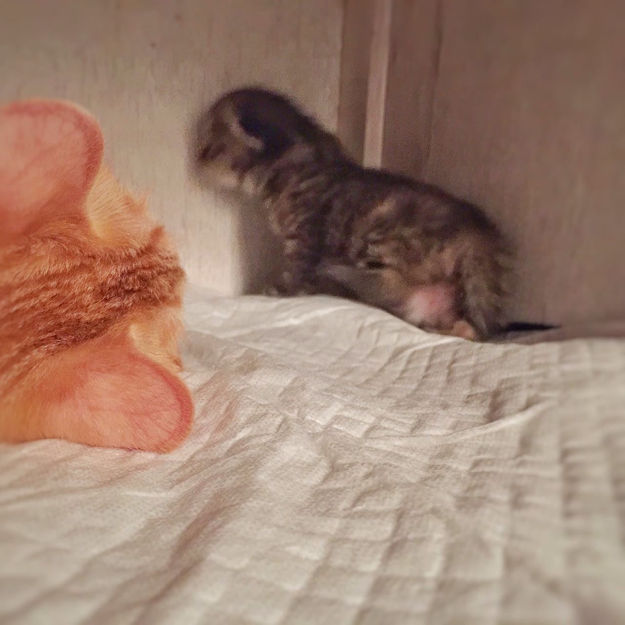 一一和LUNA有了一对龙凤喵宝