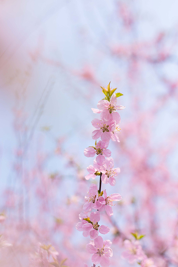 桃花壁纸