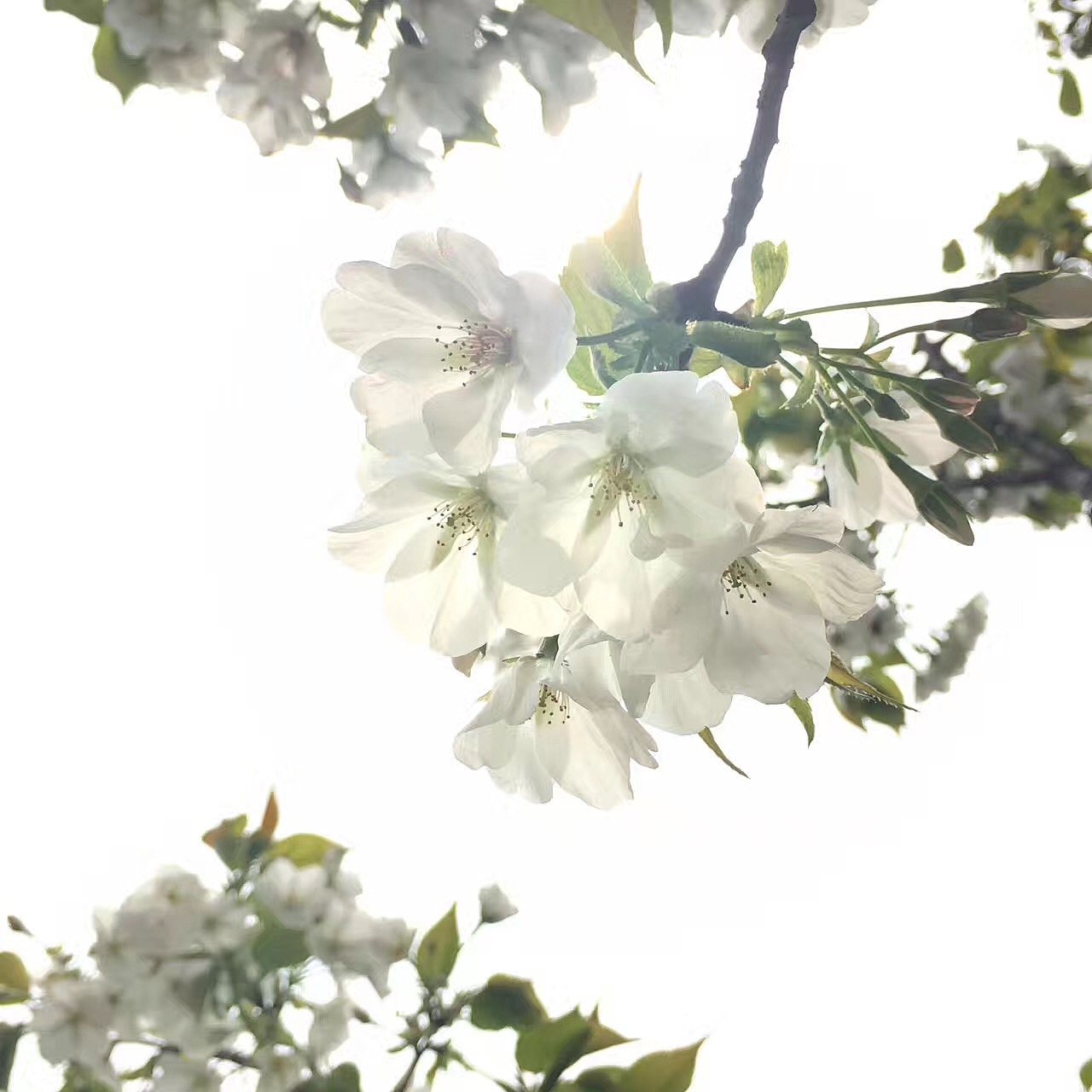 一簇梨花千百媚……