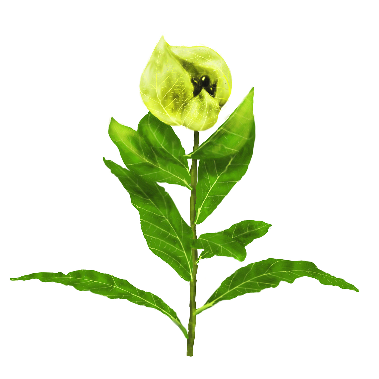 百雀羚北纬30度 中草药插画