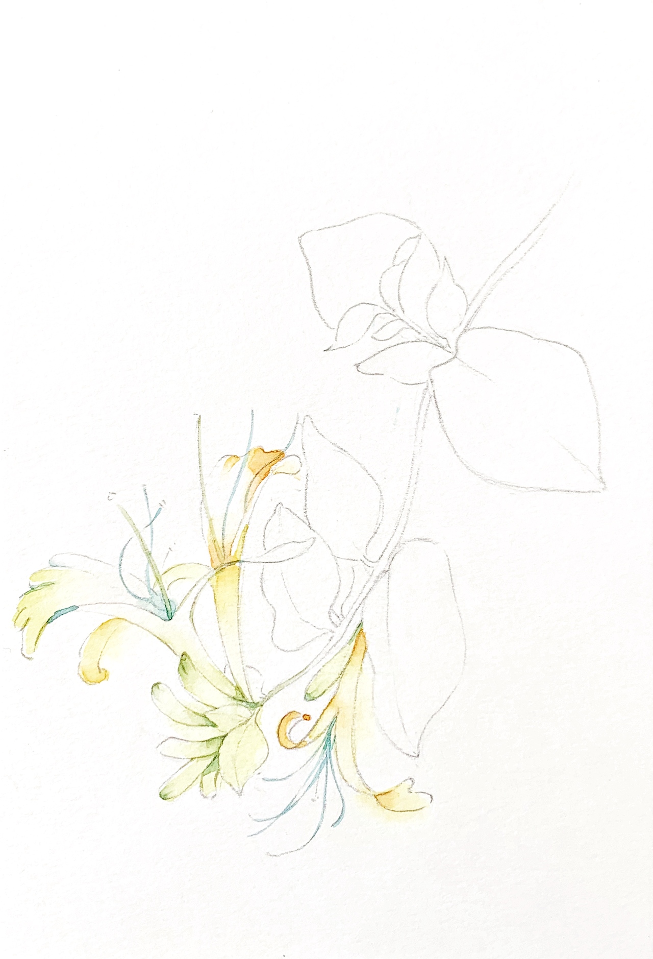 水彩花卉练笔--金银花