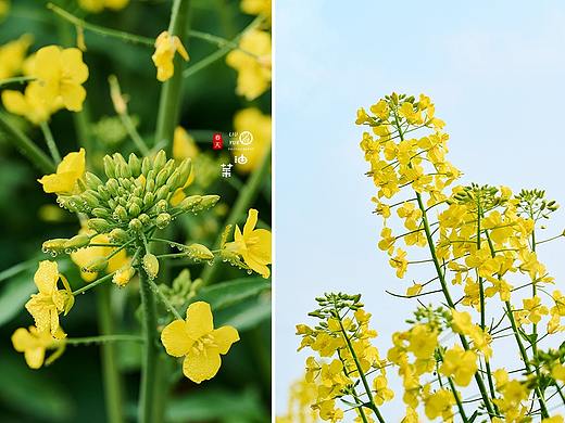 春花集/油菜花 /静物摄影
