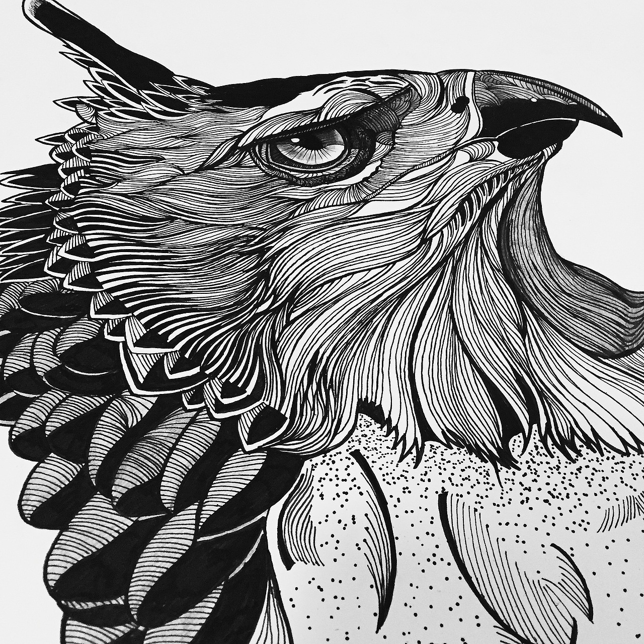 Hawk（图ZMzMxODI1MTY=） - 绘画 - 站酷设计师Niico原创素材 - 站酷ZCOOL