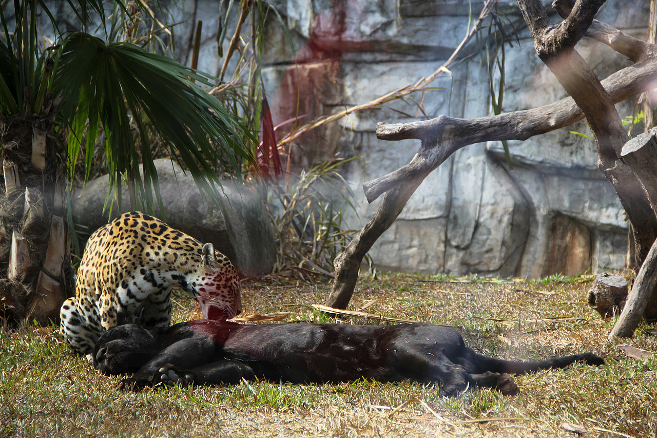 万物可爱（图ZMTk5OTY3NTI0） - 宠物摄影 - 站酷设计师小红帽JN原创素材 - 站酷ZCOOL