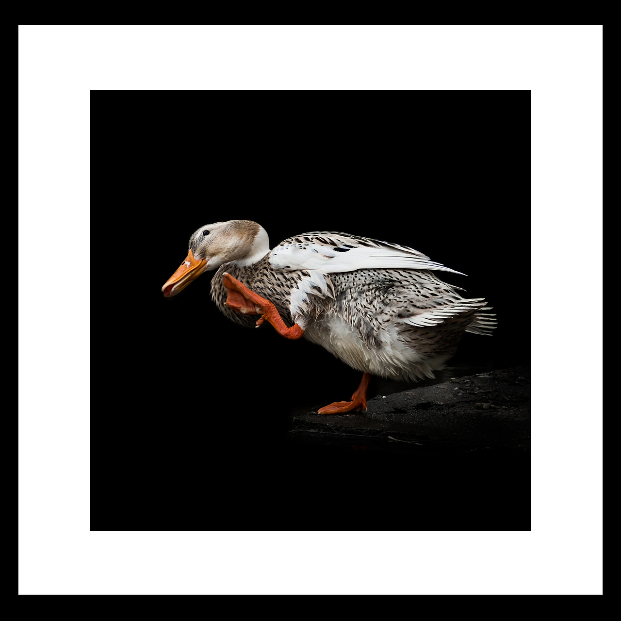 农村小动物（图ZMTA0ODc0NTUy） - 宠物摄影 - 站酷设计师s灬e原创素材 - 站酷ZCOOL