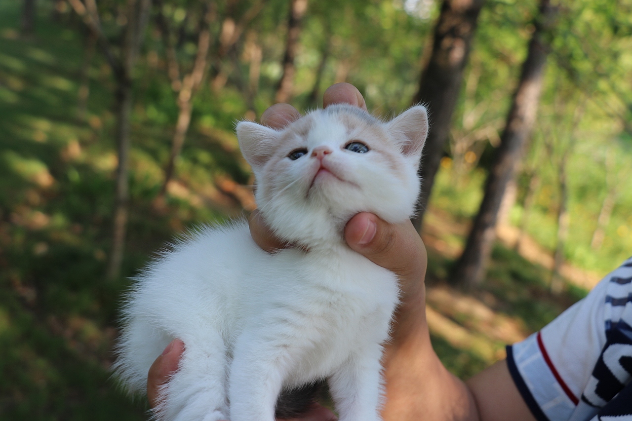 英短猫 0504英短小三花母-朵朵-20day260g-27day340g
