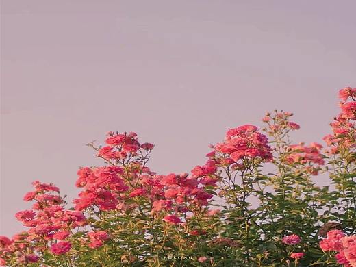花卉“浪漫至死不渝”配色分享
