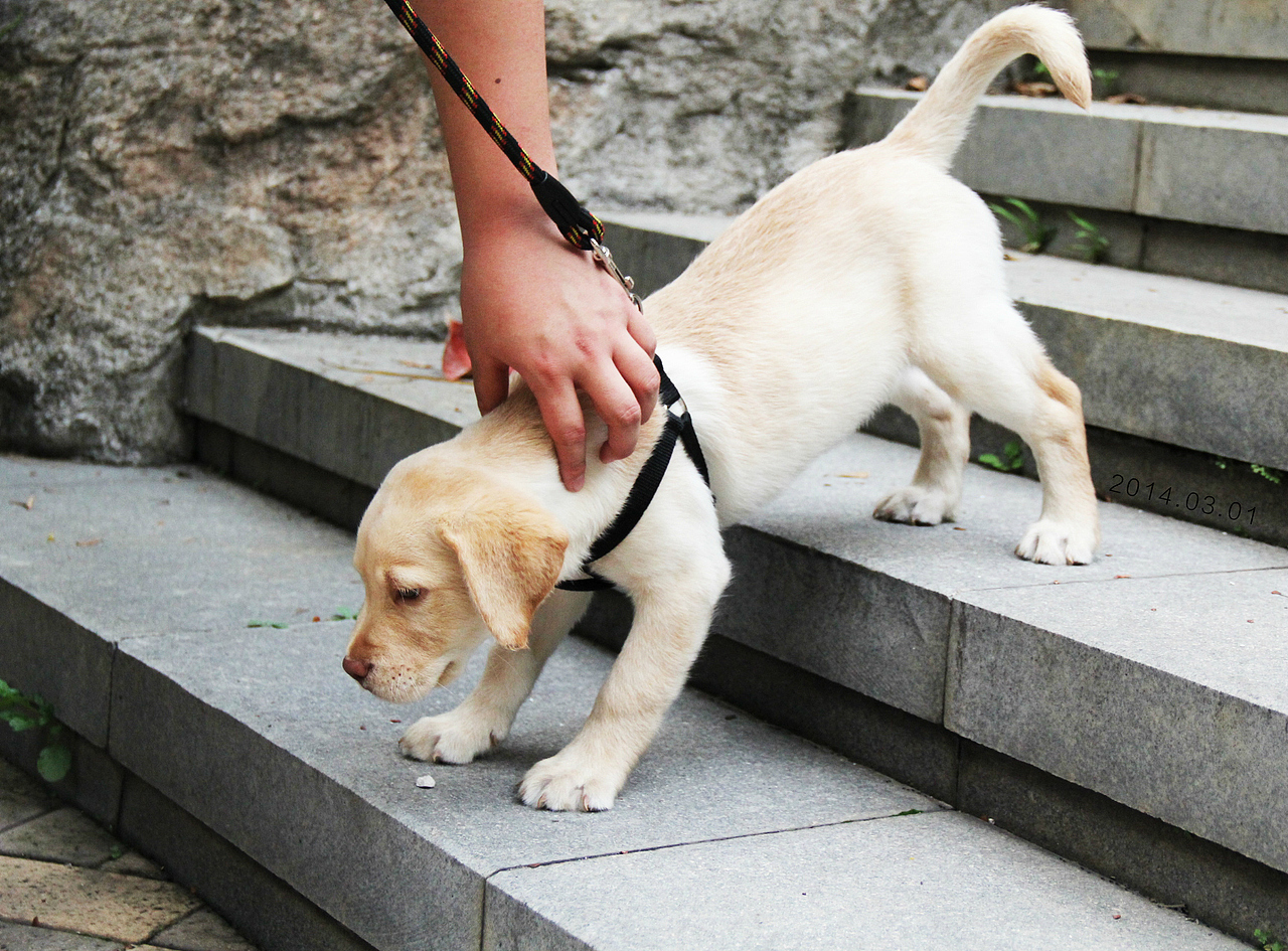 泡泡到家里3个月的时候（图ZMjI2Mjg3MDg=） - 宠物摄影 - 站酷设计师huangyan52406原创素材 - 站酷ZCOOL