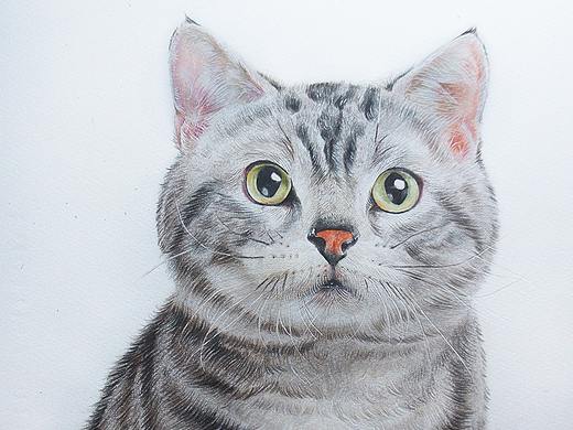 彩铅《猫》