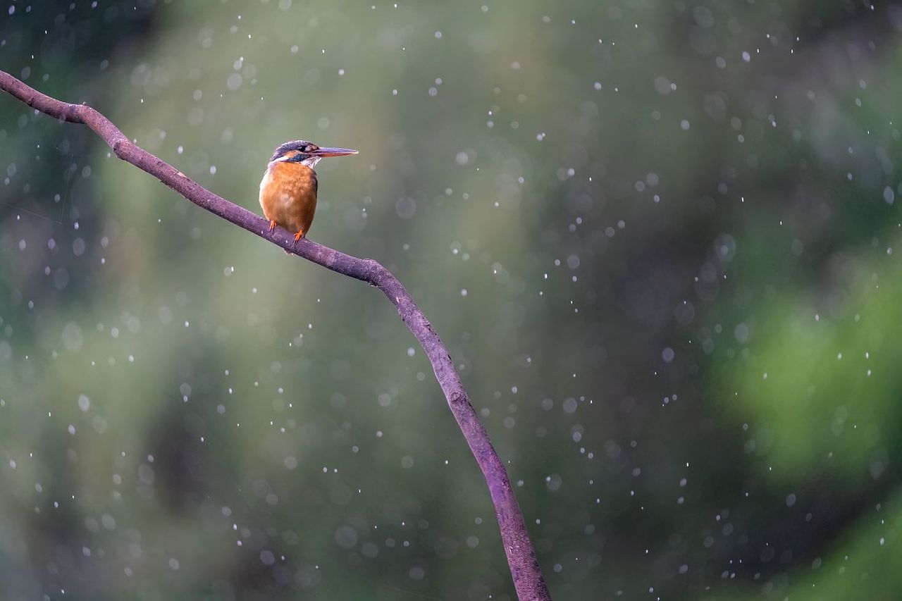 感悟自然·年度观鸟精华