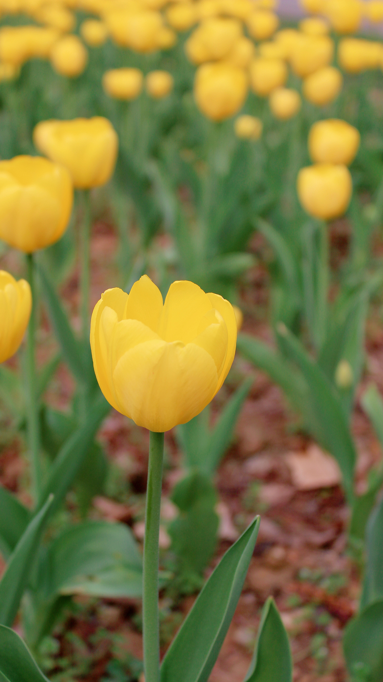 希望我们都能在春光里快乐（图ZMjkyNTU0NzI0） - 风光摄影 - 站酷设计师一大口黑锅原创素材 - 站酷ZCOOL