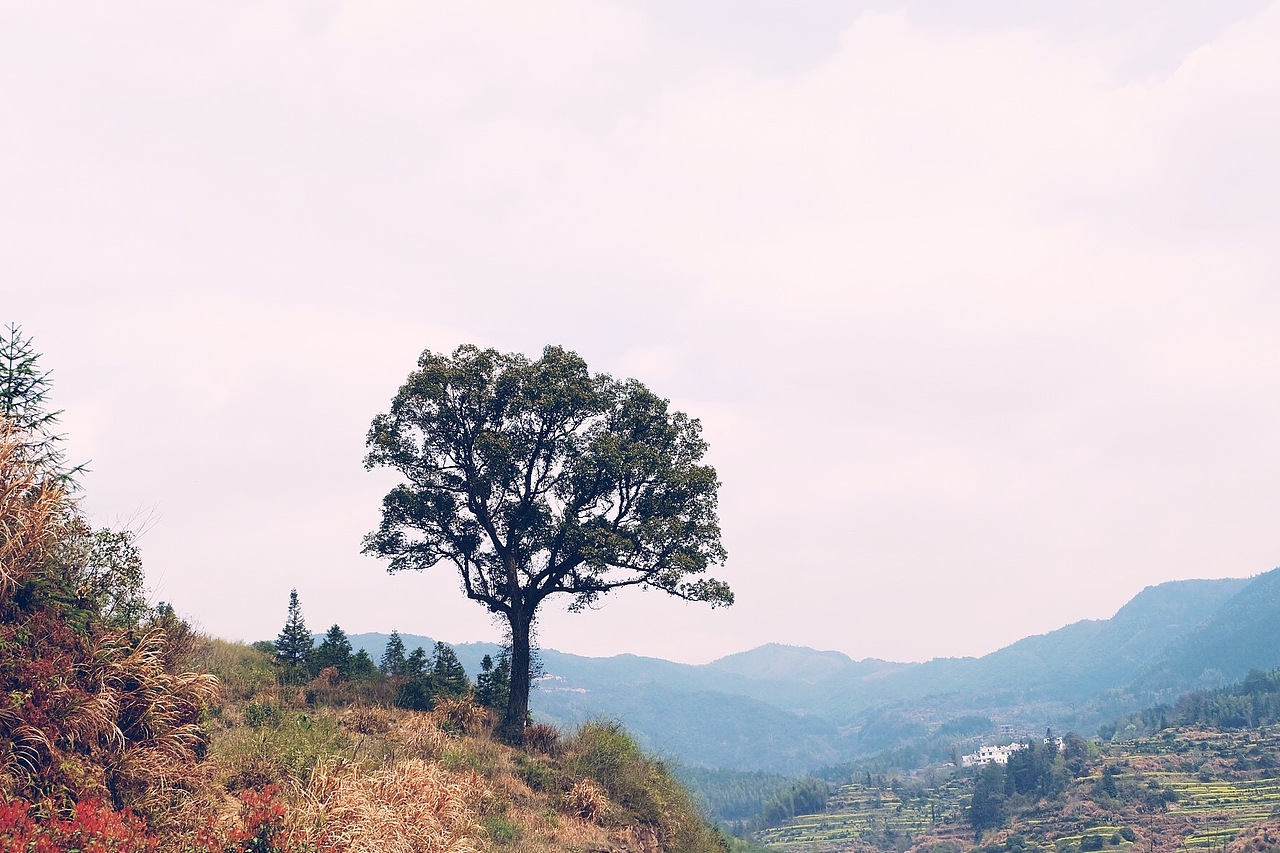 最美油菜花儿－江西婺源2016（图ZNDUyNzk1OTY=） - 风光摄影 - 站酷设计师CherryCheng原创素材 - 站酷ZCOOL