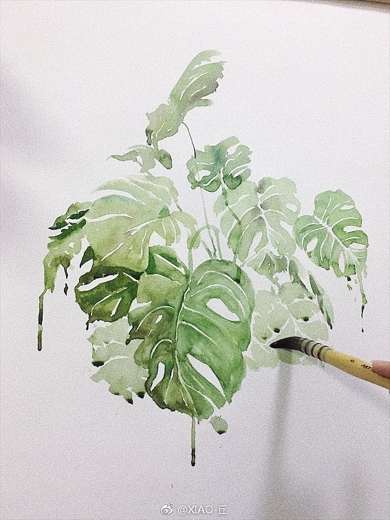 龟背竹