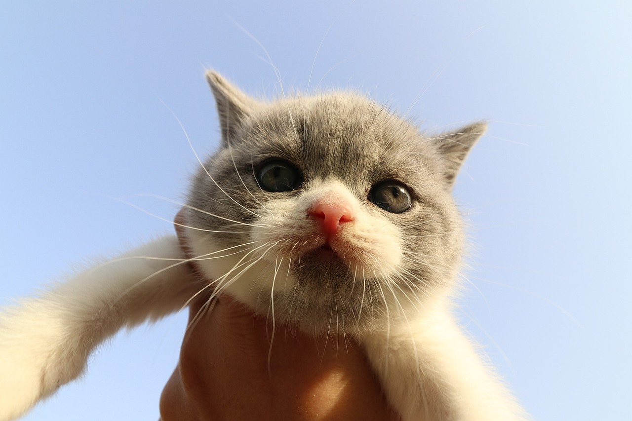 904英短蓝白-公-五粉小胡子35d602g 沐米猫舍 英短蓝白