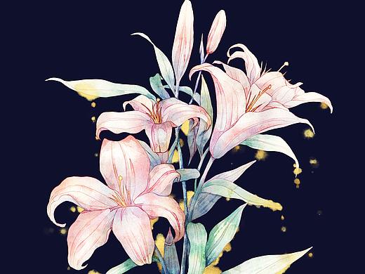 香水百合