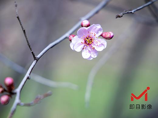 春天来了