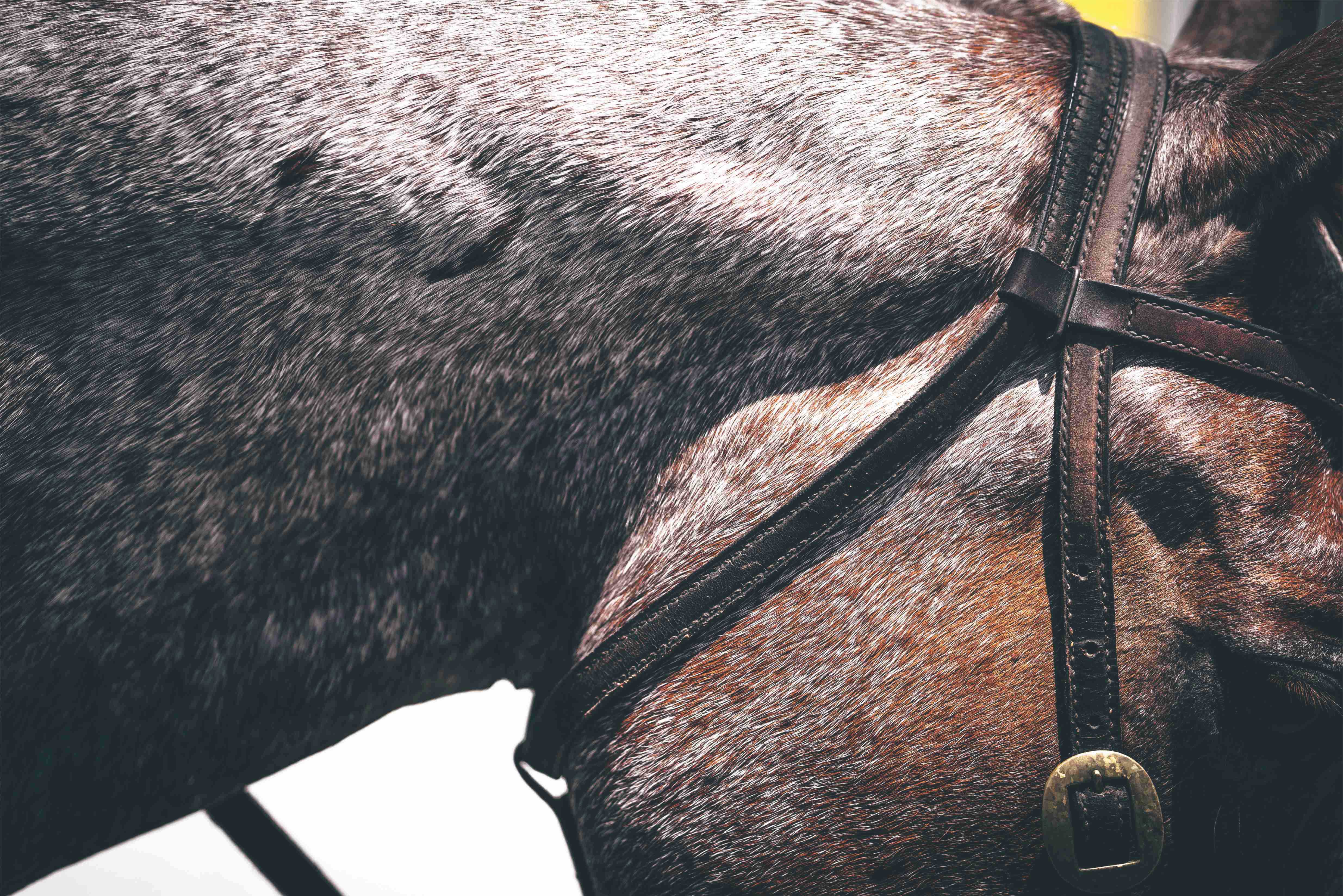 maddddddog的个人主页（封面预览） - 主页封面设置 - 站酷设计师maddddddog原创素材 - 站酷ZCOOL