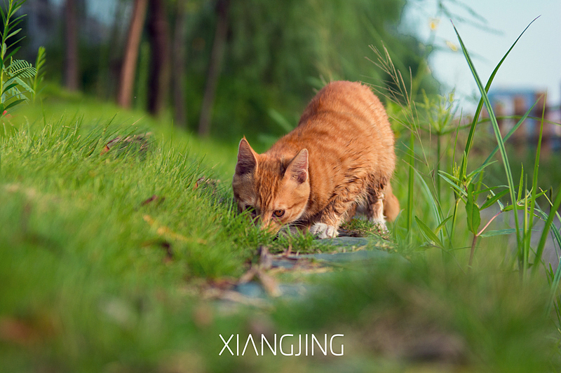 流浪猫（图ZMzUzOTkzMTI=） - 宠物摄影 - 站酷设计师向镜原创素材 - 站酷ZCOOL