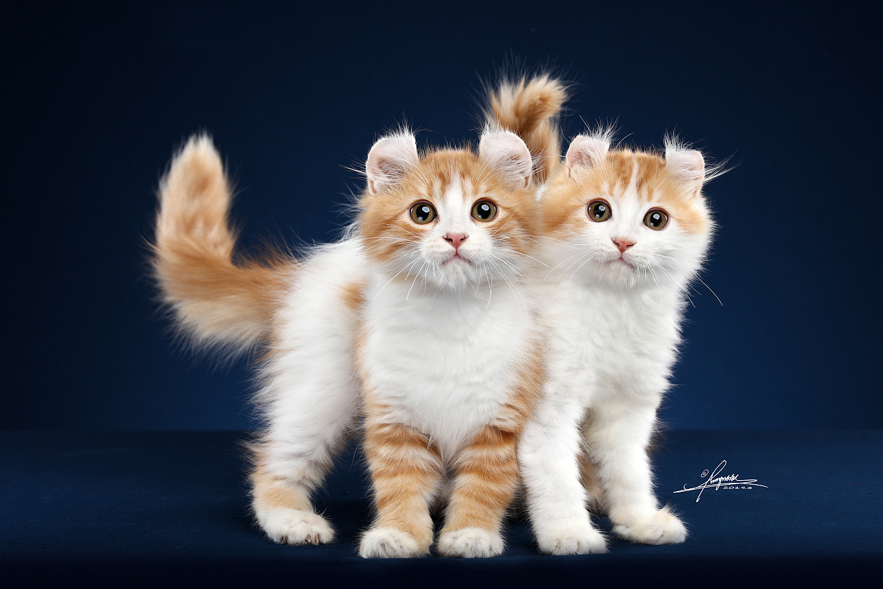 美国卷耳猫amyworks,拍摄于沈阳|摄影|宠物摄影|amyworks赛猫摄影