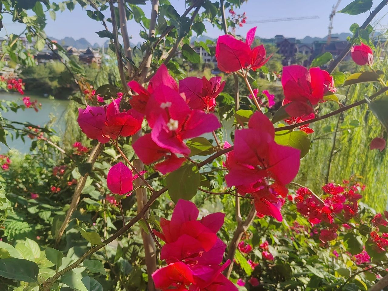 红彤彤的三角梅