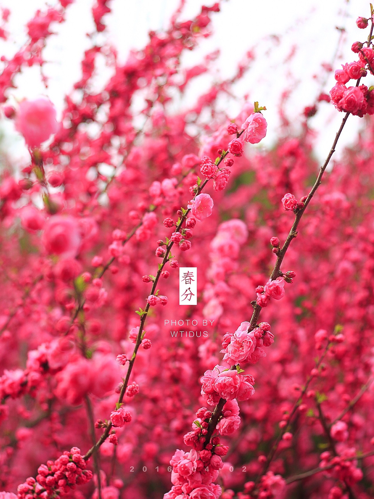 踏春“睬”花（图ZNDU5NDQ2ODA=） - 风光摄影 - 站酷设计师Amoo阿毛原创素材 - 站酷ZCOOL