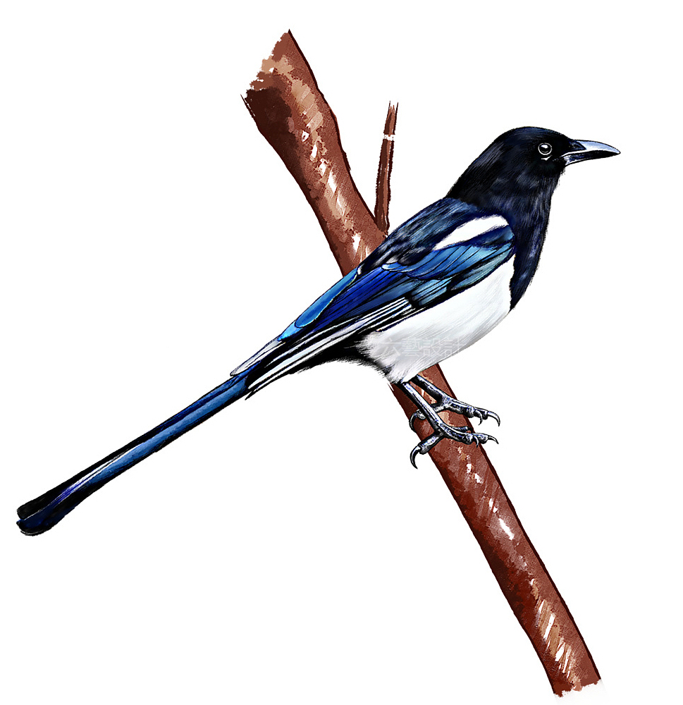 中国林科院城市森林鸟类手绘插画水彩厚涂素描科普配图