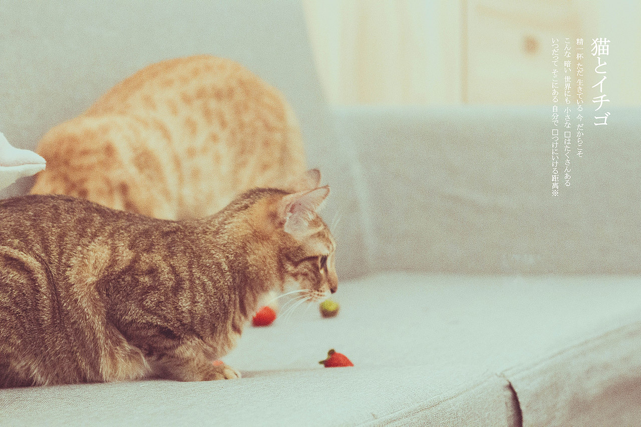 草莓与猫