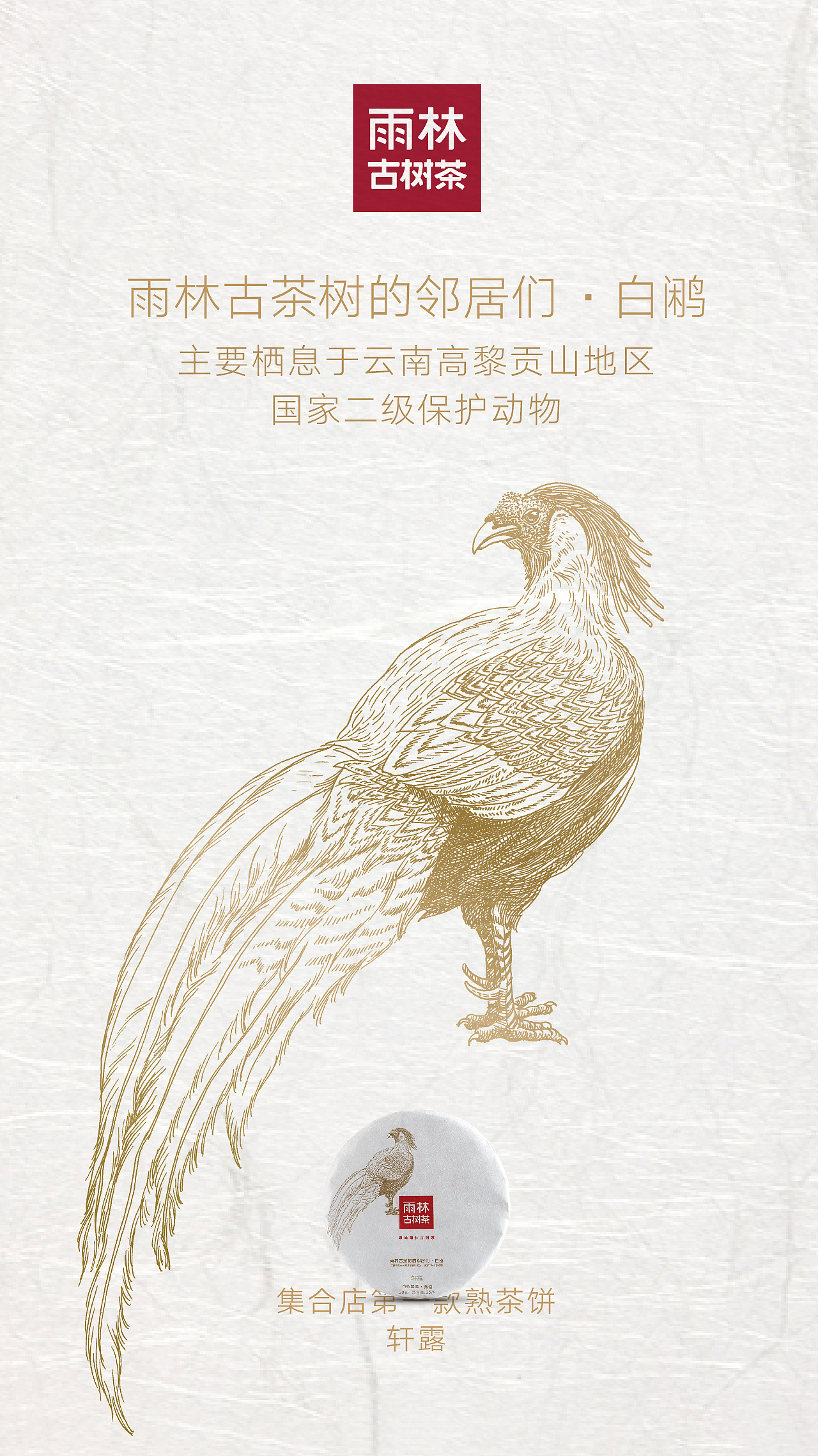 雨林古树茶品牌包装插画(图ZNjMzODEyNzY=) - 商业插画 - 站酷设计师秋岭QIULING原创素材 - 站酷ZCOOL