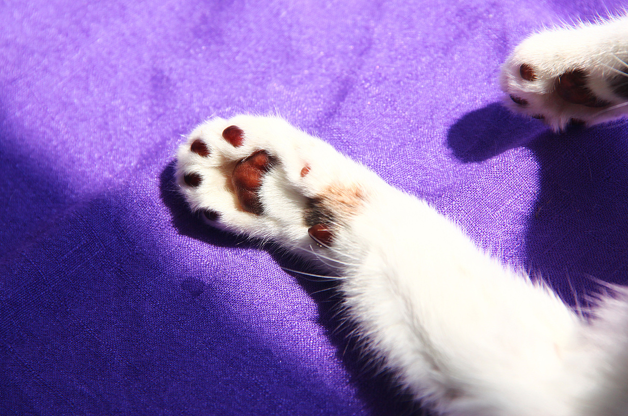 摄影 | 贱贱来了の纯卖萌