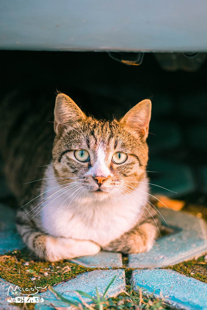 好喵呢,得需揣的一副好手~