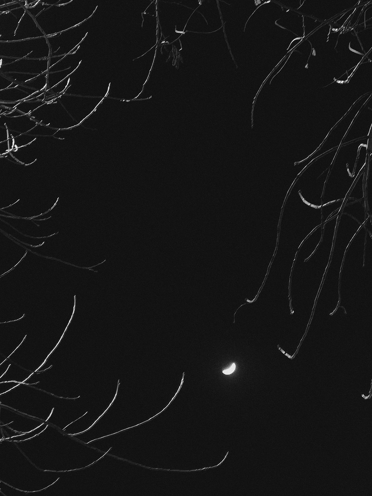 月与枝桠 / D539（图ZMjUzNTIwMjQw） - 人文/纪实摄影 - 站酷设计师YELOPHOTO原创素材 - 站酷ZCOOL