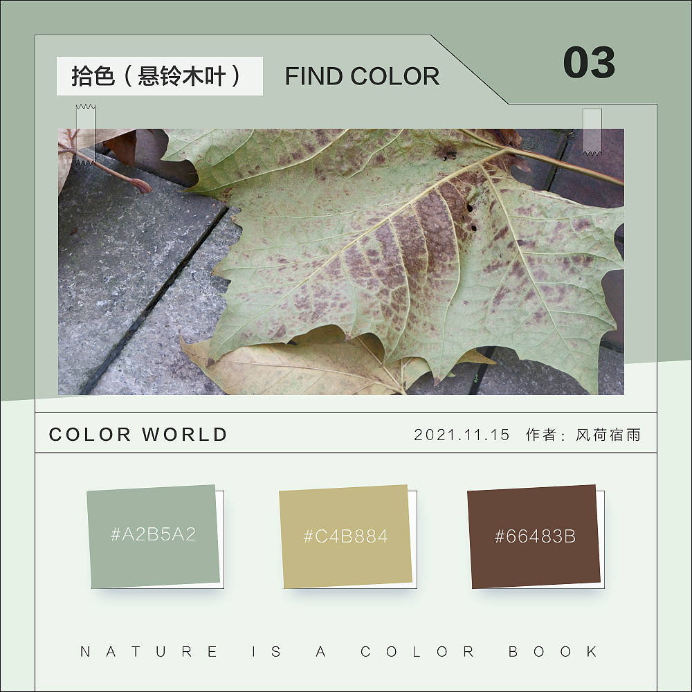 色彩（悬铃木）（图ZMjgyNzQ3MzEy） - 其他 - 站酷设计师风荷宿雨原创素材 - 站酷ZCOOL