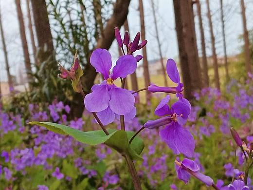 春暖花开（个人主页-ZNjM4NTgyNjQ=） - 风光摄影 - 站酷设计师董得静才慧乐原创素材 - 站酷ZCOOL