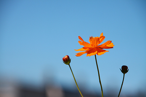 花草摄影13521217471