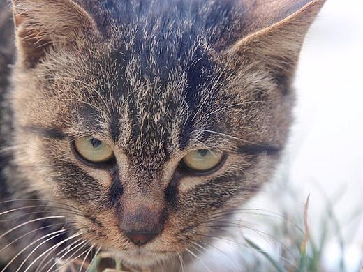 喵星凝視（個(gè)人主頁(yè)-ZMjY4MzkwNjQ=） - 寵物攝影 - 站酷設(shè)計(jì)師風(fēng)陵師太原創(chuàng)素材 - 站酷ZCOOL