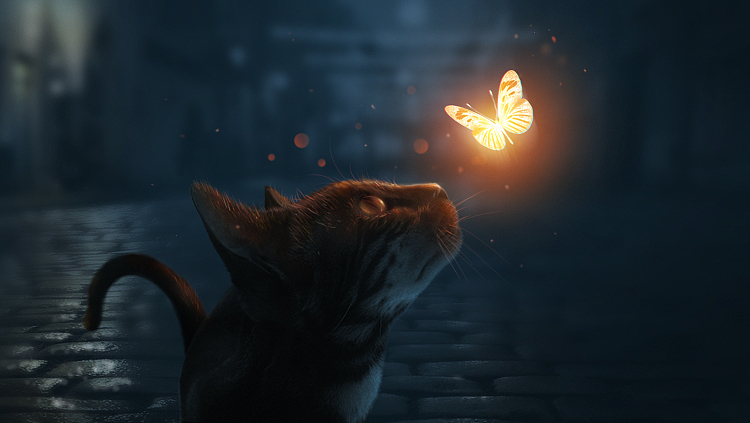 猫与蝴蝶（图ZMTI4NTU0Mzcy） - 宠物摄影 - 站酷设计师鲁智智智原创素材 - 站酷ZCOOL