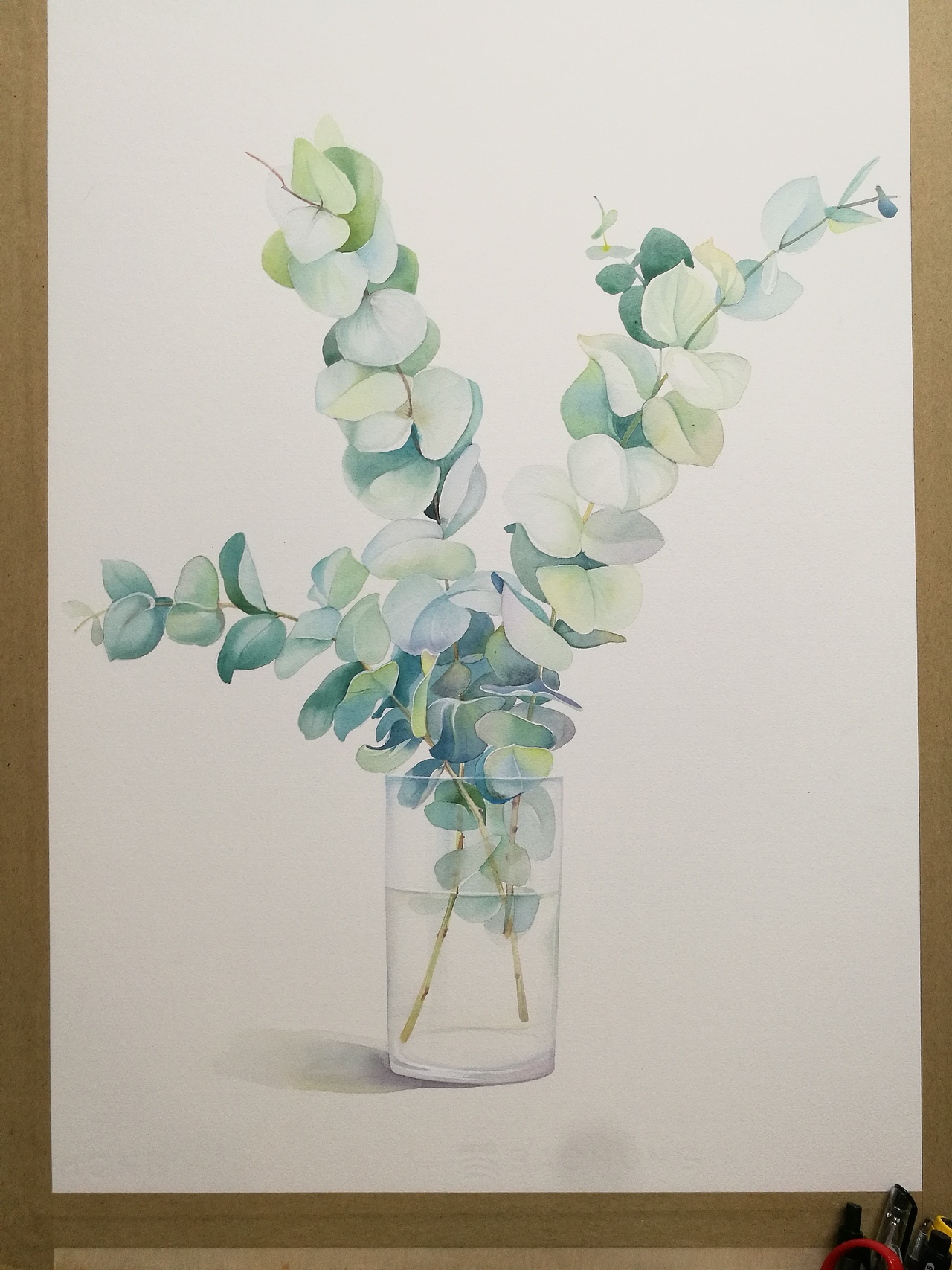 水彩插画尤加利叶