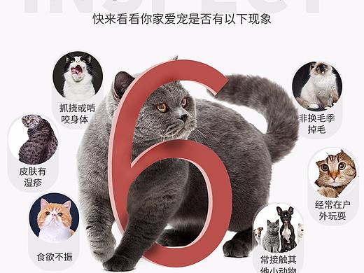 猫咪宠物药品主图