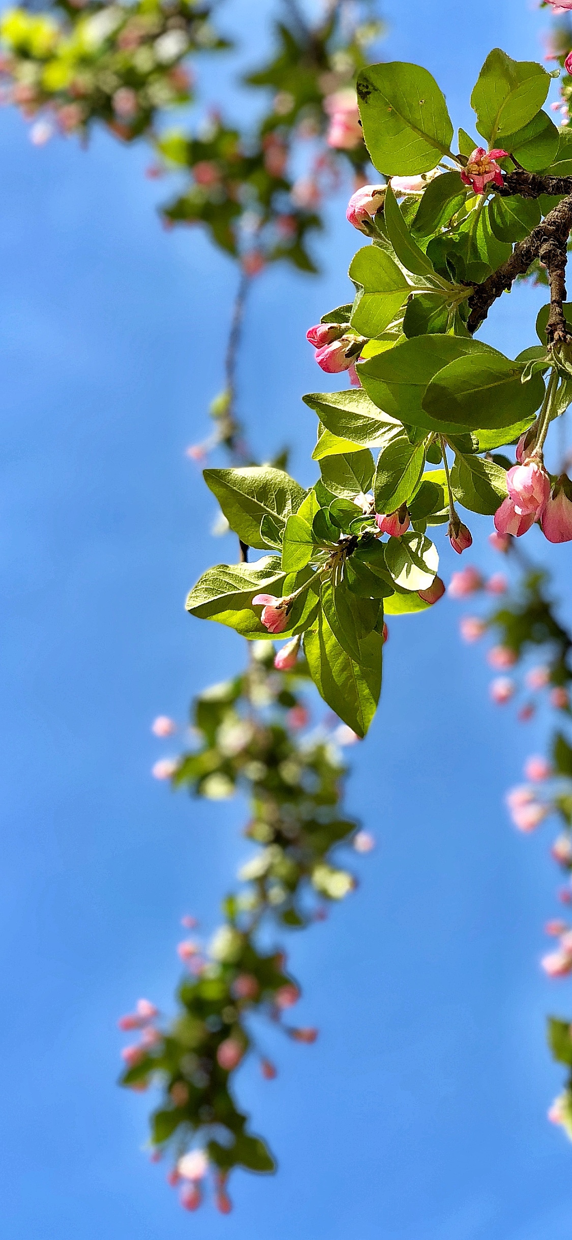 最近拍的春天（图ZMTExMjE0NzI0） - 风光摄影 - 站酷设计师胡三刀原创素材 - 站酷ZCOOL