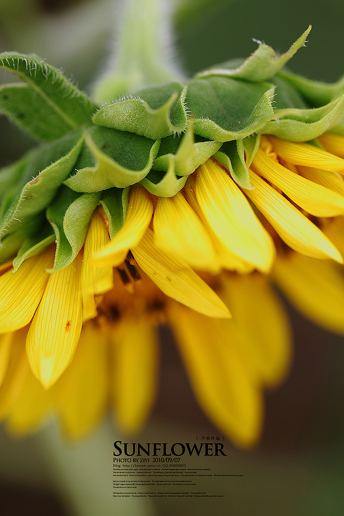 《向日葵的纹样》