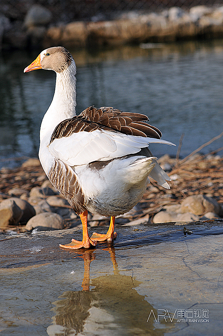 没事干~~噹类个噹~~~（图ZMjI4OTA1Ng==） - 风光摄影 - 站酷设计师ARV雨后视觉原创素材 - 站酷ZCOOL