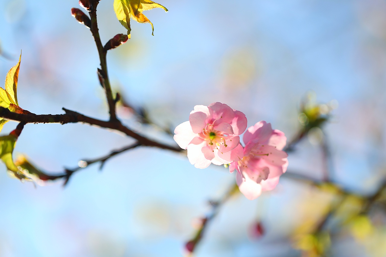 云之南花季（图ZMTA3MjM2NzE2） - 风光摄影 - 站酷设计师源起原创素材 - 站酷ZCOOL