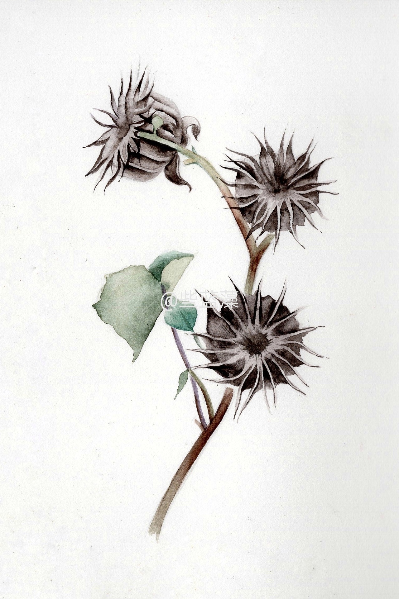 水彩植物|纯艺术|绘画|些蓝藻 - 原创作品 - 站酷 (zcool)