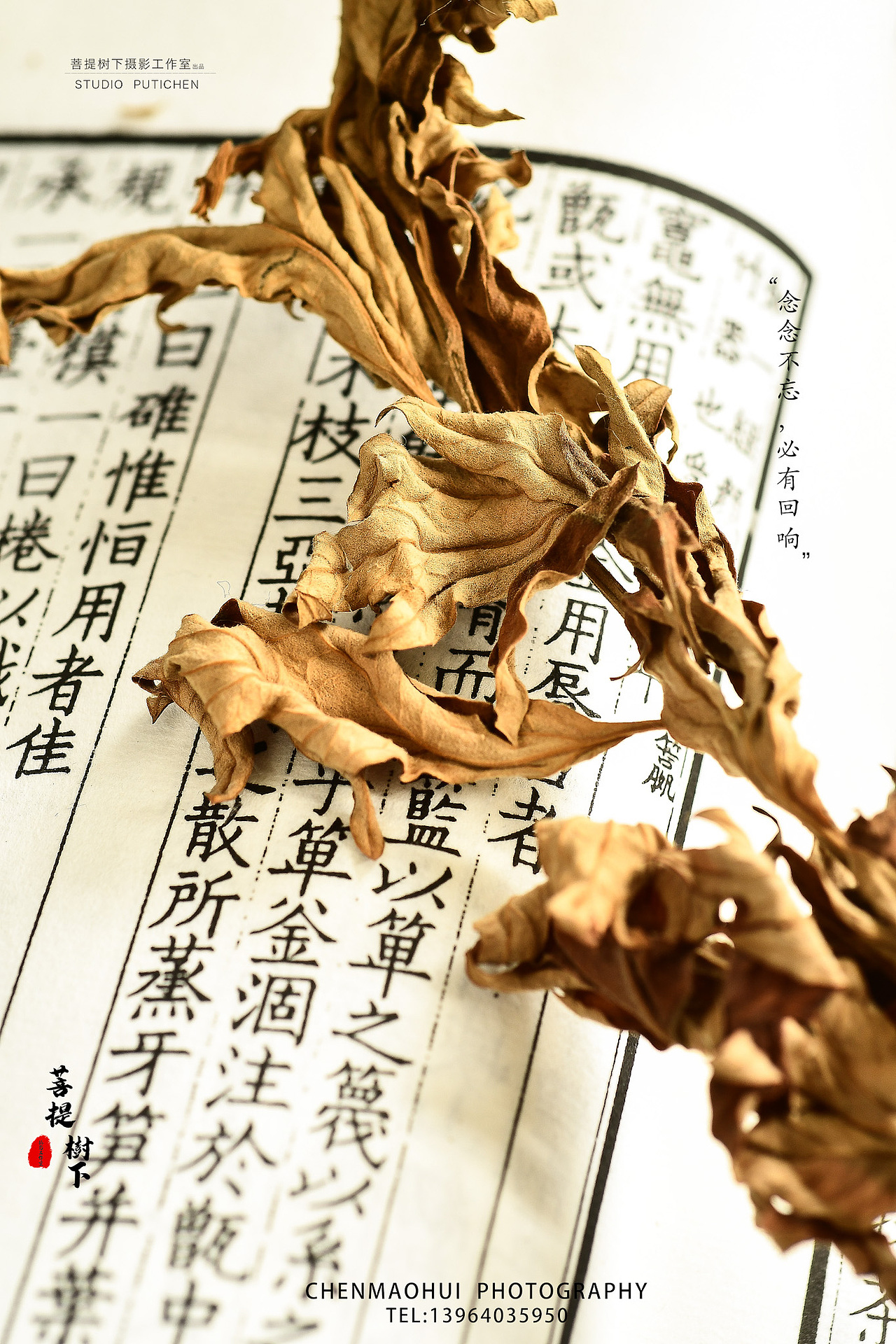 艾叶与艾叶饼（图ZMjE2MTE4MDY0） - 产品摄影 - 站酷设计师摄影师陈茂辉原创素材 - 站酷ZCOOL