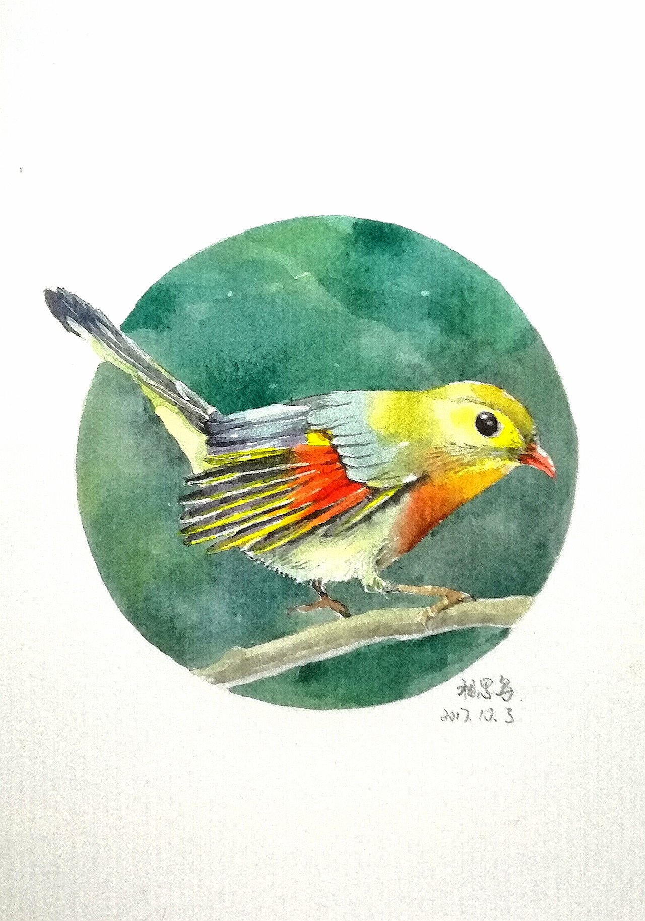 水彩画各种美丽的鸟,每天一练